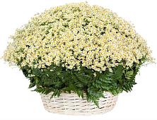 Цветочная композиция из Ромашки в корзине #REPLACE_PRED# Черемушках Курской области